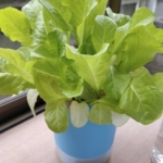 Thumbnail of post image 159